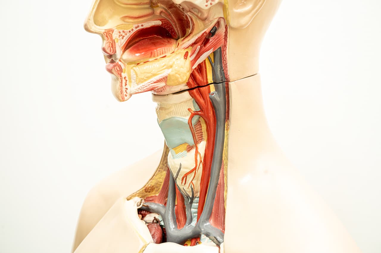 zaleznosc_miedzy_HPV_a_akiem_krtani_cover